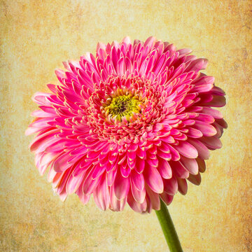 Royal Pink Daisy