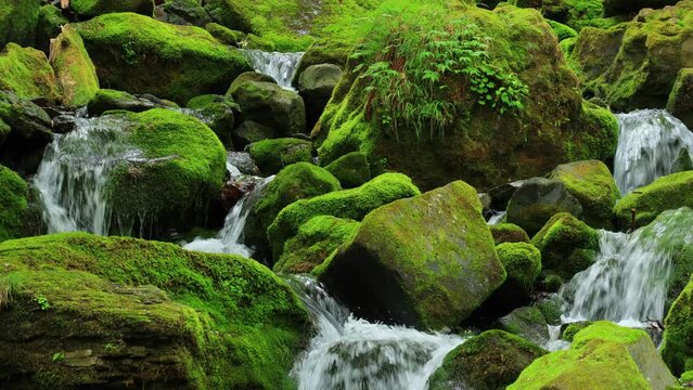 waterfall in the forest