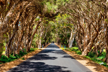 Melaleuca quinquenervia - Paperbark trees line the roads near Augusta