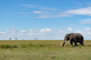 Kenya Elephant ケニヤearth theater