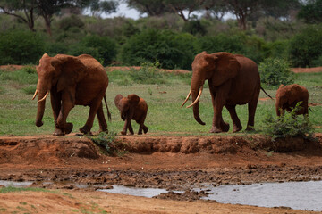 Fototapeta na wymiar Kenya Elephant ケニヤearth theater