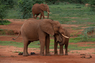 Kenya Elephant ケニヤearth theater