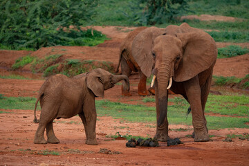Fototapeta na wymiar Kenya Elephant ケニヤearth theater