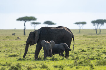 Kenya Elephant ケニヤearth theater