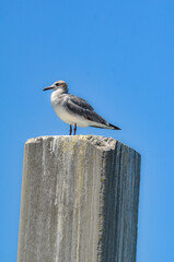 Seagull on a Piling, Orange Beach, Alabama