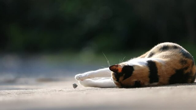 Tricolor cat lying on the floor in the garden, Thailand.