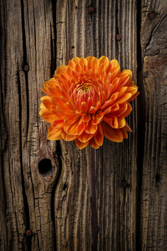 Orange Dahlia Against Wooden Wall