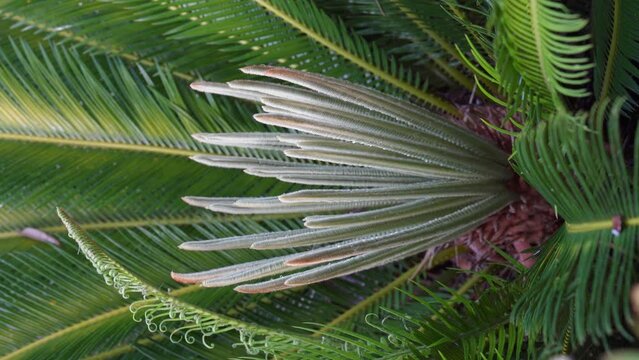 Ancient Cycad plant or Sago Palm Green Leaves background, Cycad Green Leaves tropical green leaf tree.