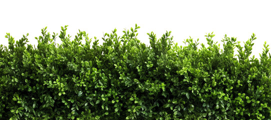 Fototapeta premium Green leaves hedge border isolated - Generative AI