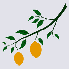 lemon branch vector . create in flat illustration style and simple shape.