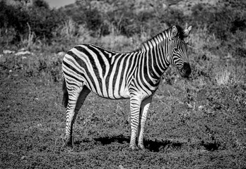Fototapeta na wymiar Zebra Portrait - Black and White