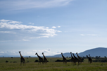  Kenya Giraffe earth theater