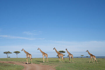  Kenya Giraffe earth theater