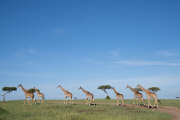  Kenya Giraffe earth theater