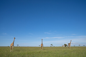  Kenya Giraffe earth theater