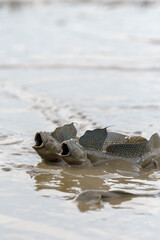 有明海に生息するムツゴロウ