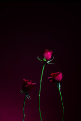 赤背景で撮影した薔薇 バラ