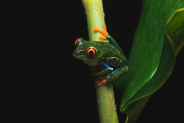 Costa Rica Wildlife