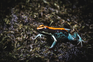 Costa Rica Wildlife