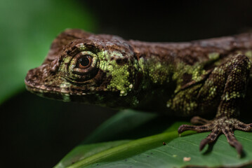 Costa Rica Wildlife