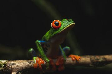 Costa Rica Wildlife