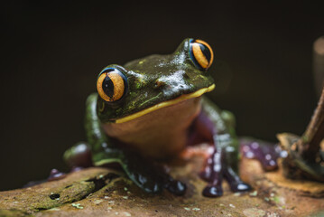Costa Rica Wildlife