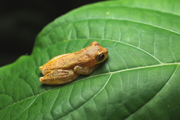 Costa Rica Wildlife