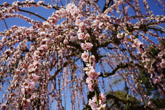 Weeping Pink Plum Blossom on blue sky background , Landscape of Early Spring, Japanese Landscape - 日本 ピンク 梅の花 しだれ梅