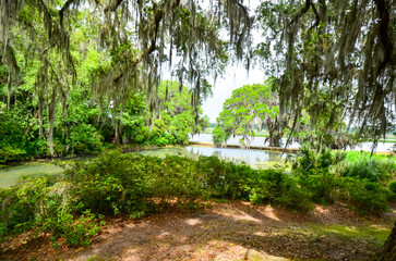 Charleston, South Carolina in May - Reflections of Clouds and Plants in Still Water