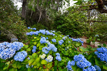 Charleston, South Carolina in May - Bigleaf Hydrangea with Bright Blue Blooms