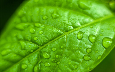 green leaf with water drops