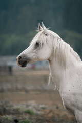 portrait photo headshot of a white arabian mare 
