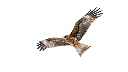 Japanese Black kite flying in heavy snow