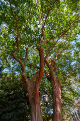 Fototapeta premium Charleston, South Carolina in May