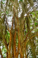Charleston, South Carolina in May