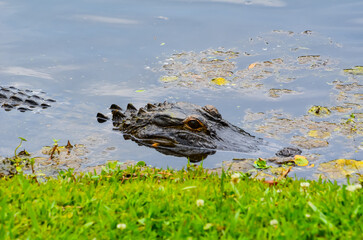 Alligator lurking by the shore, South Carolina
