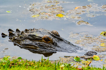 Alligator lurking by the shore, South Carolina