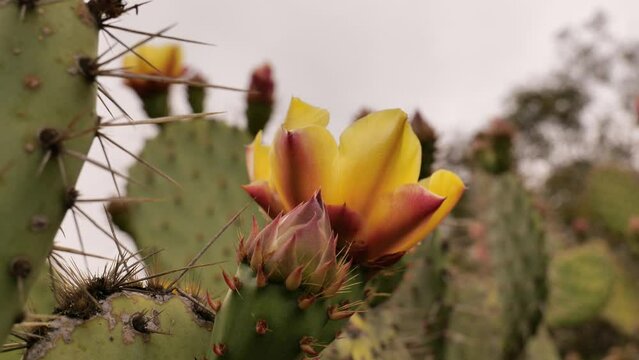 In late spring and early summer, mass flowering of cacti began in Southern California. Cacus - a honey plant.