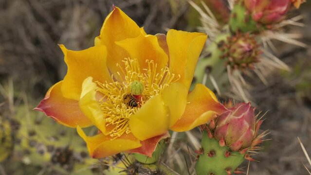 In late spring and early summer, mass flowering of cacti began in Southern California. Cacus - a honey plant.