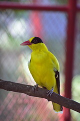 Bird on branch, The black naped oriole, Oriolus chinensis is a passerine bird in the oriole family 