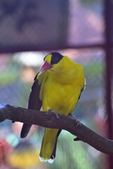 Bird on branch, The black naped oriole, Oriolus chinensis is a passerine bird in the oriole family 