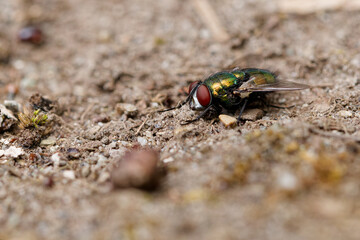 Small fly resting on the dirt in Puyallup, Washington.