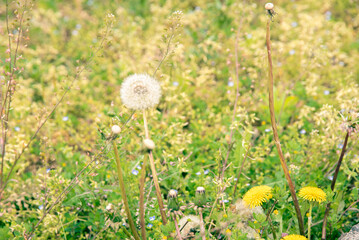 Dandelion flowers and cotton wool
