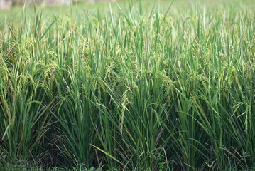 Paddy rice, Oryza sativa, plants with grains of rice ready to be harvested