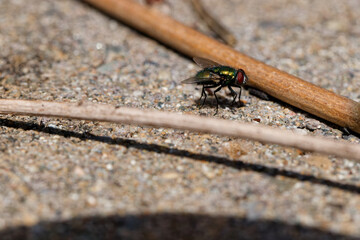 Fly on concrete brick in Puyallup, Washington.