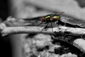 A fly on a wood-twig rubbing its front legs together.