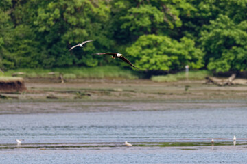 American eagle and gull in flight about the waters of Puget Sound at Billy Frank Jr National Wildlife Refuge in Nisqually, Washington.