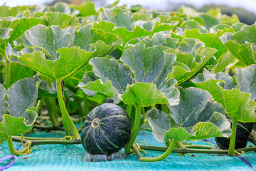 三浦半島のかぼちゃの栽培