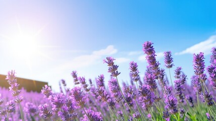 Beautiful purple Levander flowers against a blue sky. Generative AI.