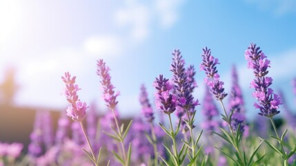 Obraz premium Beautiful purple Levander flowers against a blue sky. Generative AI.